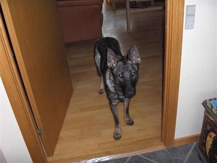 Schæferhund Fjolle billede 4