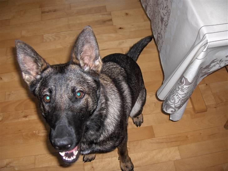 Schæferhund Fjolle billede 5