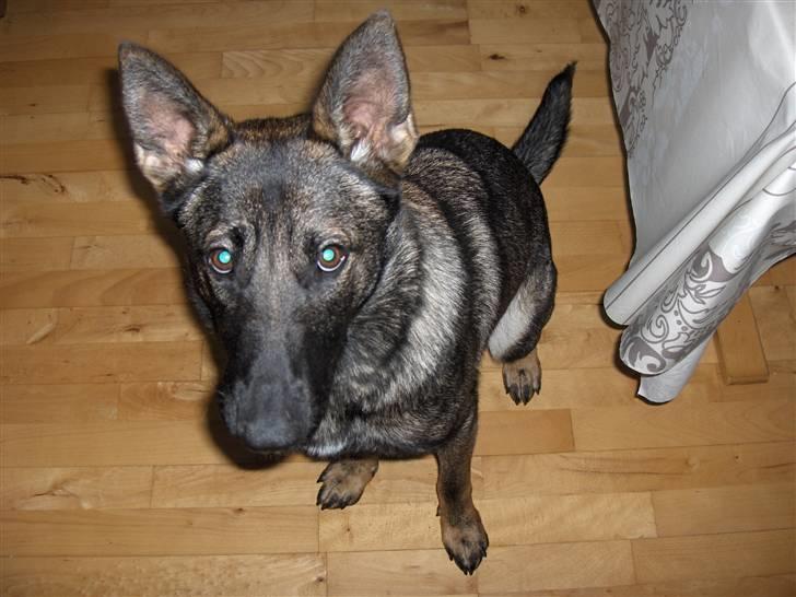 Schæferhund Fjolle billede 6