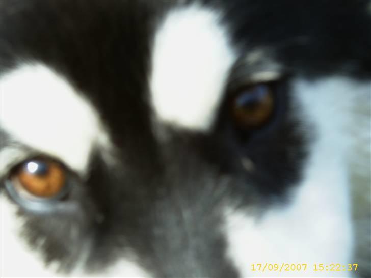 Alaskan malamute Trap Line's Quick Kee-nai billede 19