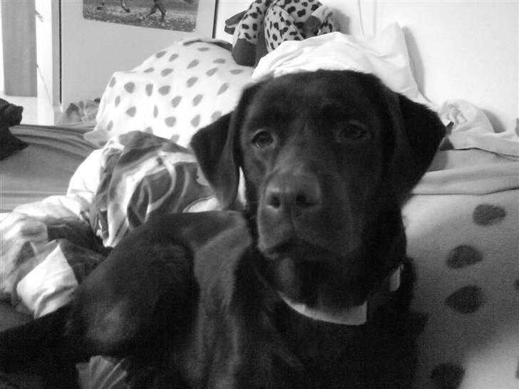 Labrador retriever freja - Sort/Hvid :D <33 billede 17