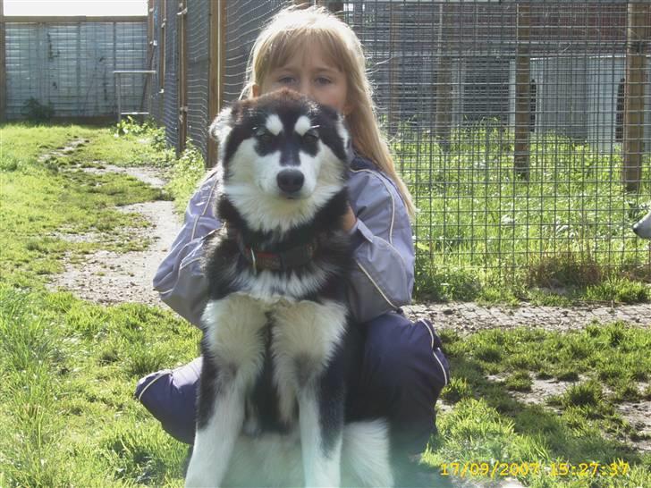 Alaskan malamute Trap Line's Quick Kee-nai - Nikoline og Kee-nai hygger sig billede 20