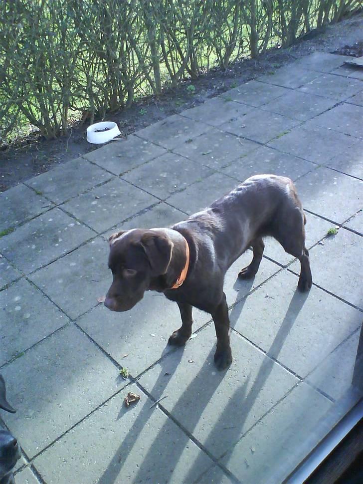 Labrador retriever freja - det er min dejlige hund Freja :] billede 18