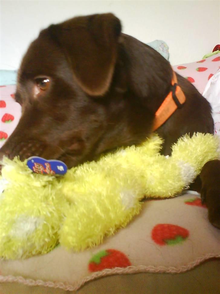 Labrador retriever freja - Freja i min seng :P billede 19