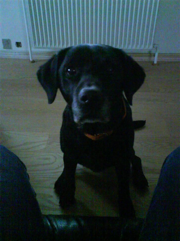 Labrador retriever sif (Død) :/  Savnet.  - 20) se fine Mig.. Jeg kan sidde pænt :D billede 20