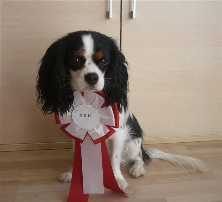 Cavalier king charles spaniel Freja ( RIP) - 1. Præmie i DDH billede 7