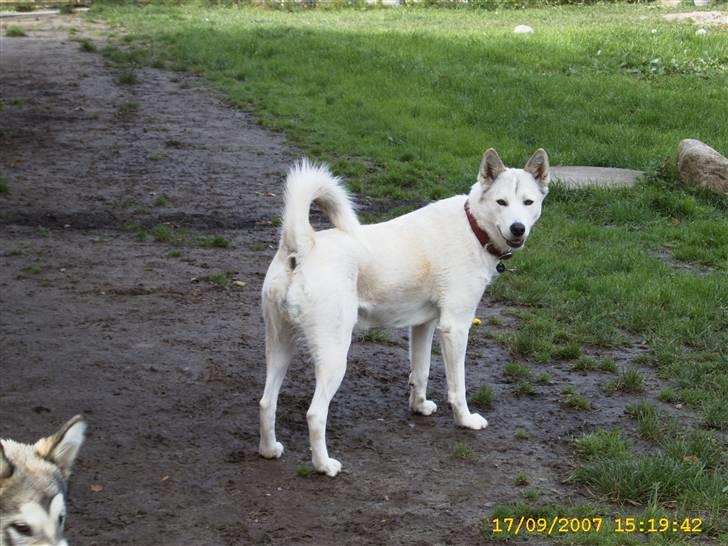 Siberian husky Lajka *udlånt* billede 14