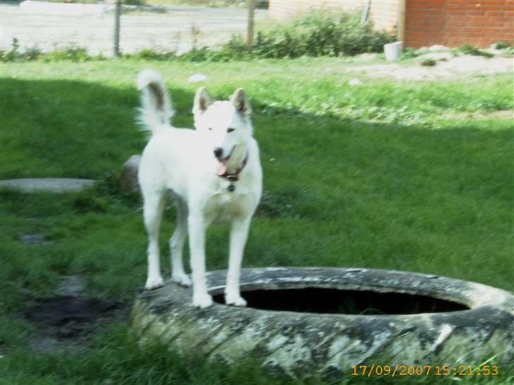 Siberian husky Lajka *udlånt* billede 15