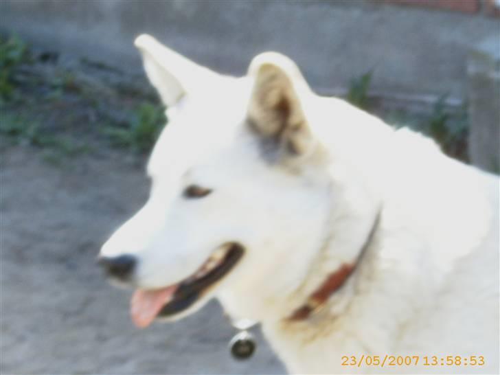 Siberian husky Lajka *udlånt* billede 16