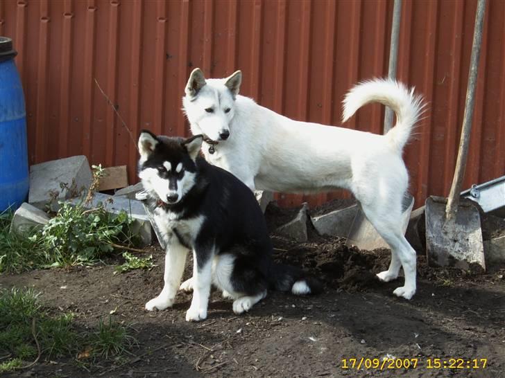 Siberian husky Lajka *udlånt* - Jeg skal nok passe på dig lille Kee-nai billede 17
