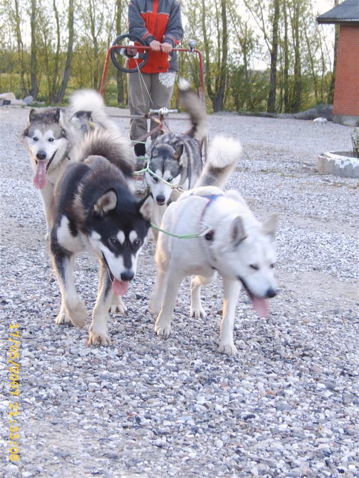Siberian husky Lajka *udlånt* - tilbage fra en lille træningstur billede 18