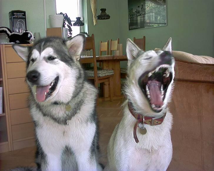 Siberian husky Lajka *udlånt* - Ha Ha Ha hvor er du sjov Balto  billede 19