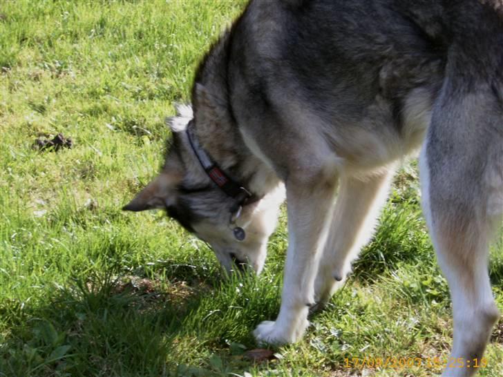 Alaskan malamute Aisha - Hov Hov lille frø bliv dog her billede 15