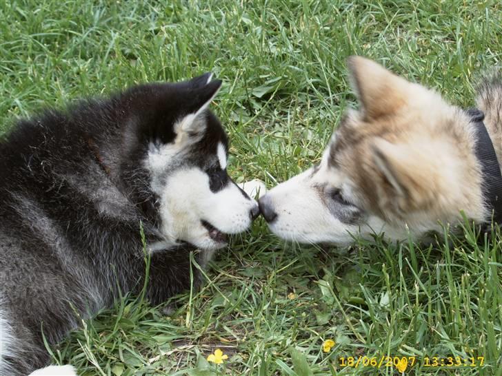 Alaskan malamute Yellow Snow's Brave Aslan - Nøj hvor er du dejlig Kee-nai billede 16