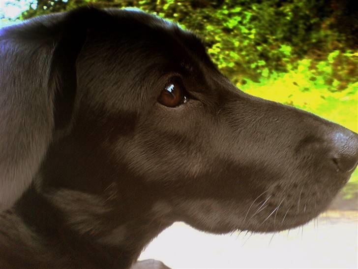 Blanding af racer - Kaldenavn Choice billede 9