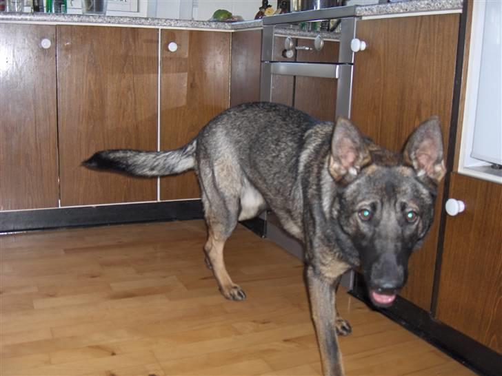 Schæferhund Fjolle billede 7