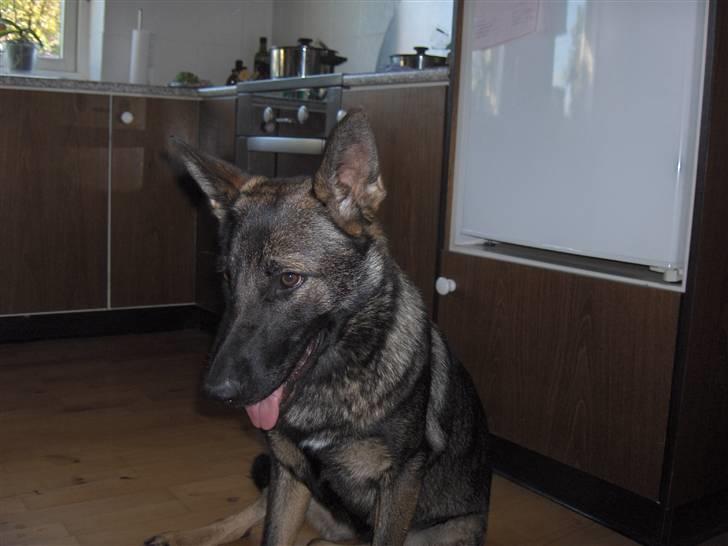 Schæferhund Fjolle billede 8