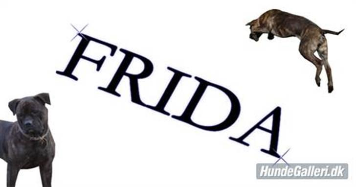 Bullmastiff Frida - Velkommen til fridas profil:P billede 1