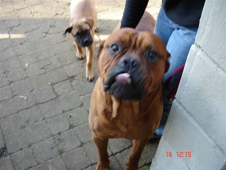 Bullmastiff Frida - Fridas farC: billede 2