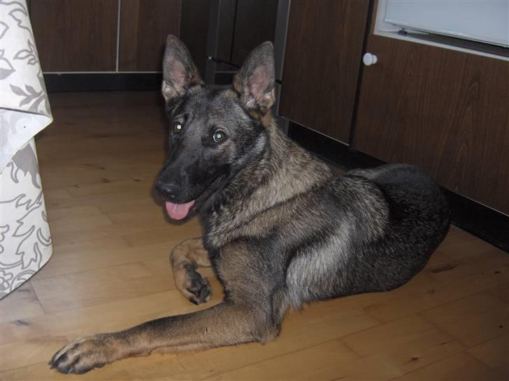 Schæferhund Fjolle billede 9