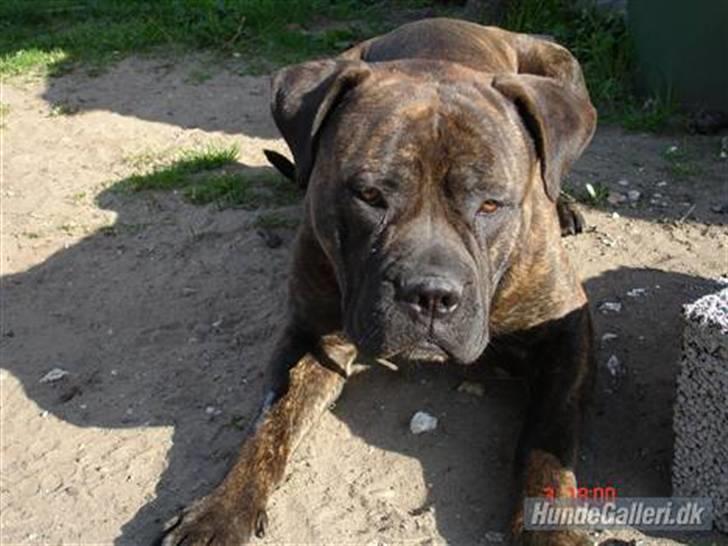 Bullmastiff Frida - Frida slapper af:D billede 3