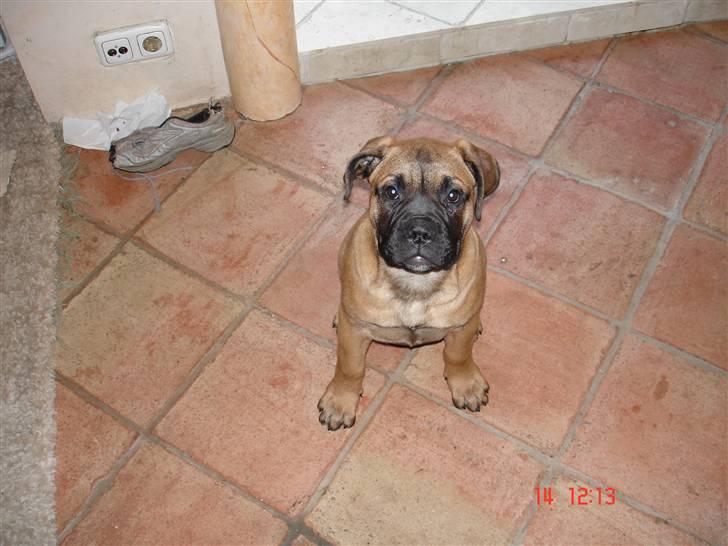 Bullmastiff Frida - Fridas bror billede 4