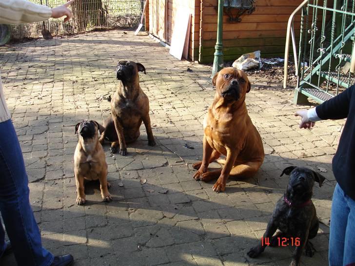 Bullmastiff Frida - Hele Fridas famillie billede 5