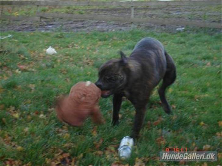 Bullmastiff Frida - Frida er godt igang med at lege lidt med sig selv :P billede 6