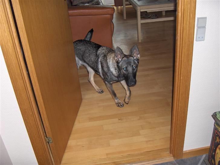 Schæferhund Fjolle billede 11