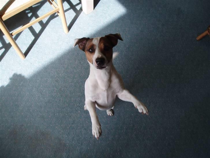 Jack russell terrier yorkie billede 1