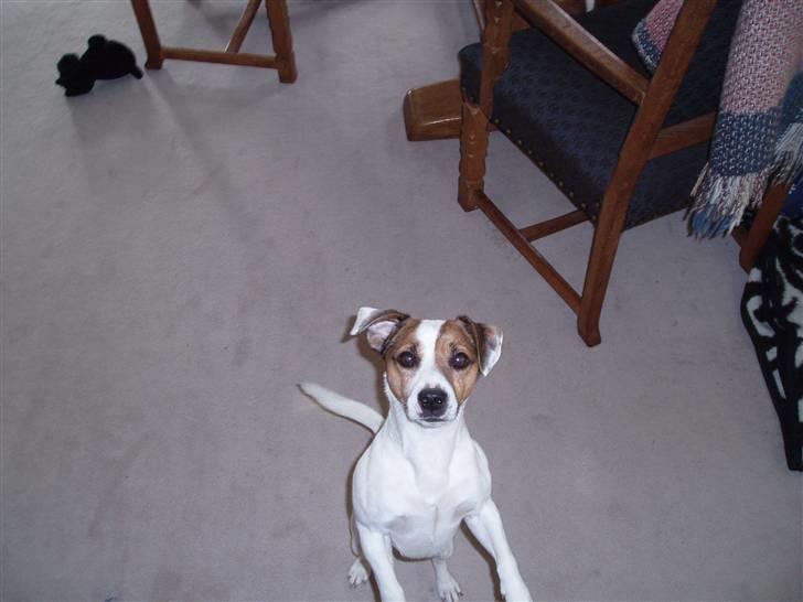 Jack russell terrier yorkie billede 2
