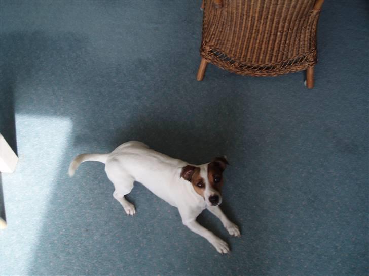 Jack russell terrier yorkie billede 3