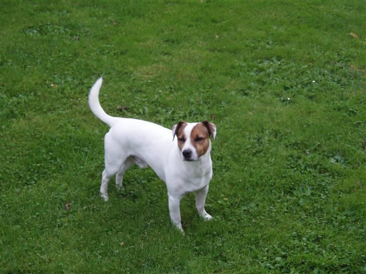 Jack russell terrier yorkie billede 4