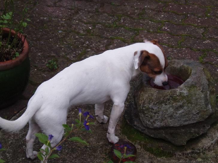 Jack russell terrier yorkie billede 5