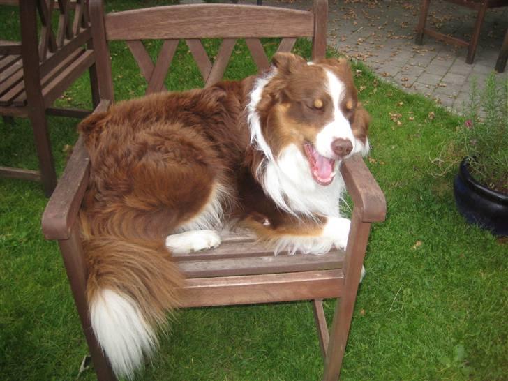 Border collie Olly  - han er vist blevet lidt træt efter han havde sprunget så meget billede 11