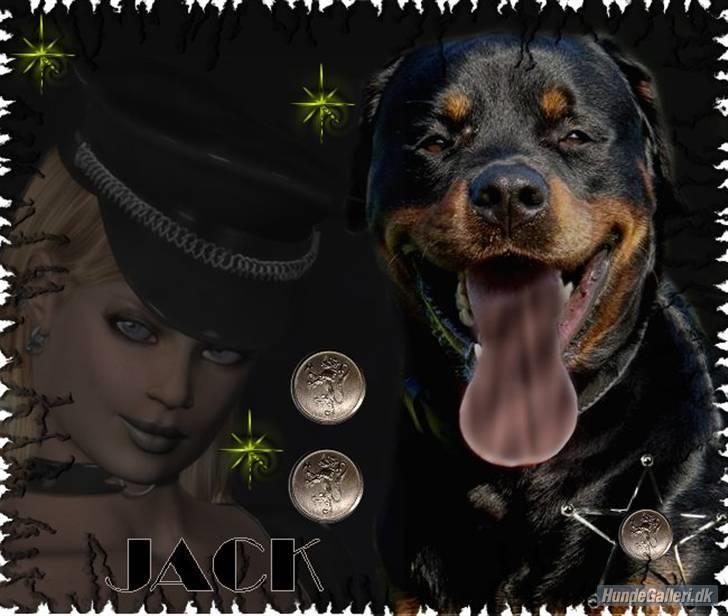 Rottweiler jack billede 15