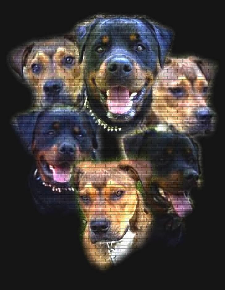 Rottweiler jack billede 16