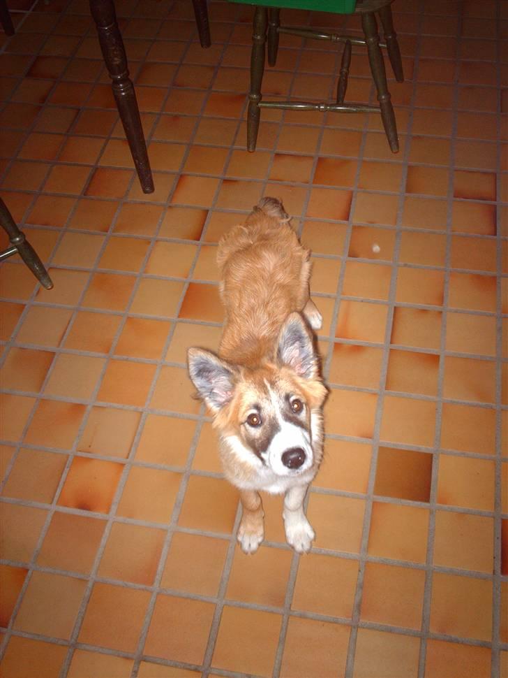 Blanding af racer django - Godt vi ved han er der! billede 1