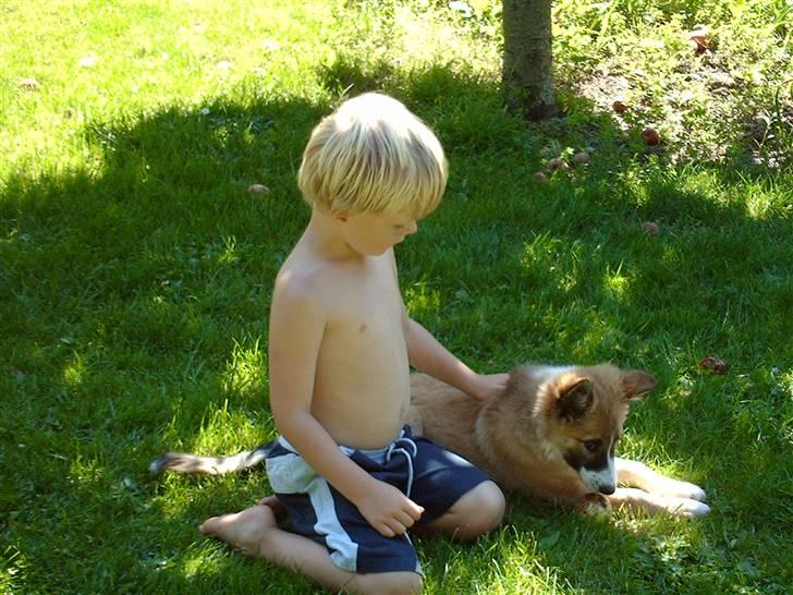 Blanding af racer django - sommerhygge. billede 2