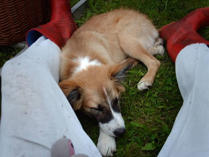 Blanding af racer django - Pause efter hårdt arbejde med at fælde træ. billede 3