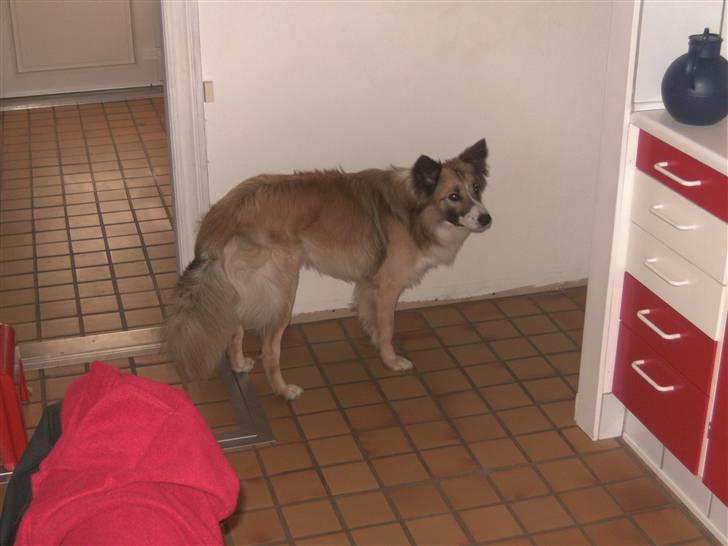 Blanding af racer django billede 5