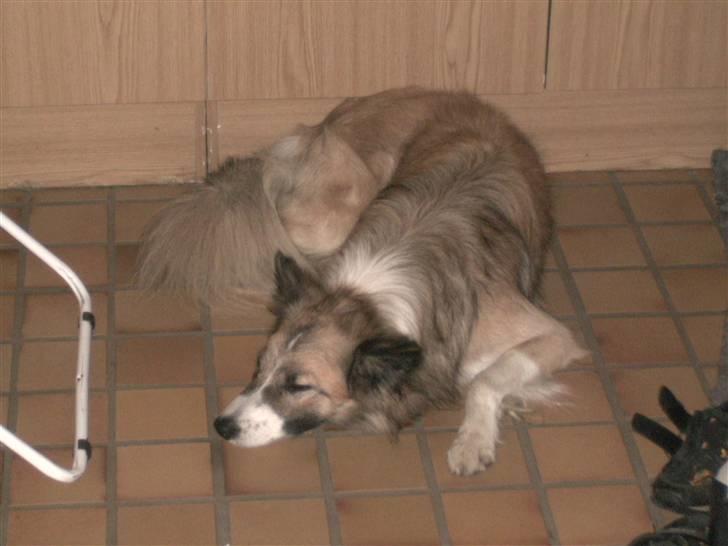 Blanding af racer django billede 8