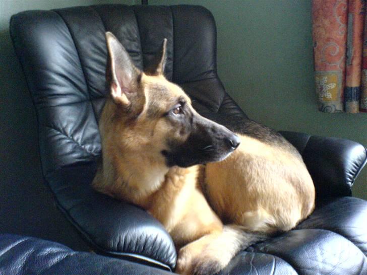 Schæferhund Aika - Der er vist ingen der ser mig snupper lige stolen fra far billede 11