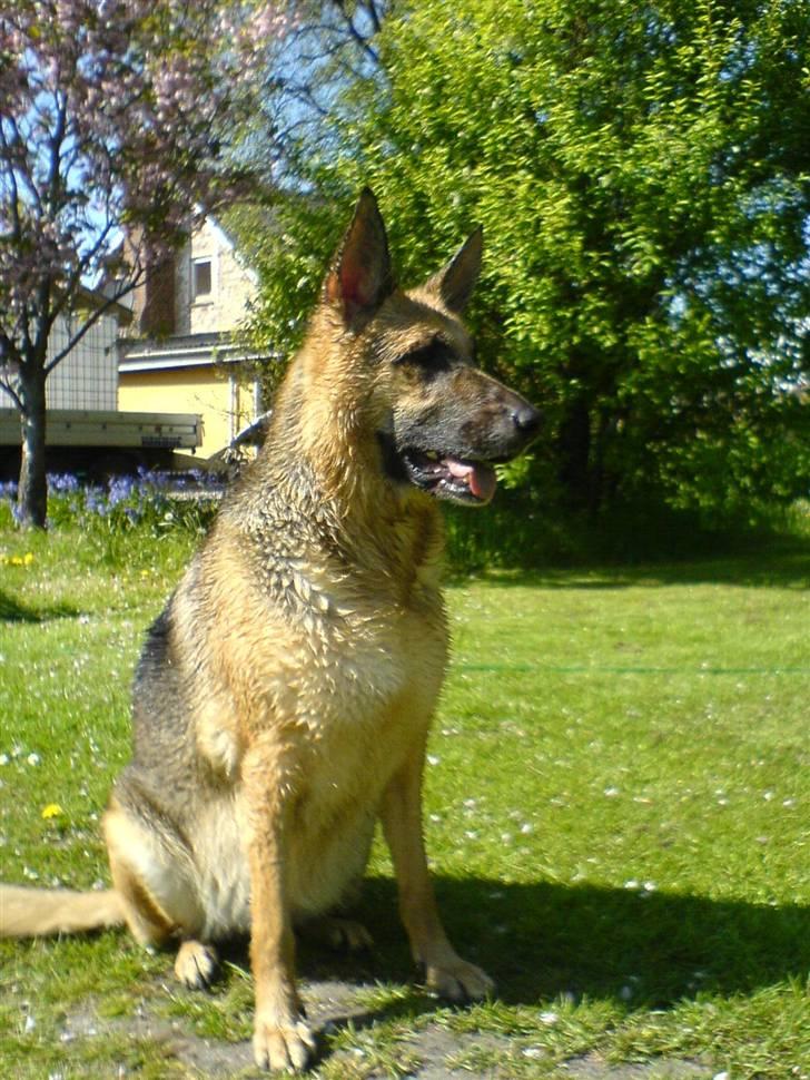 Schæferhund Aika - Jeg har lige fået lov til at lege med vand derfor er jeg våd "dejligt" jubii billede 12