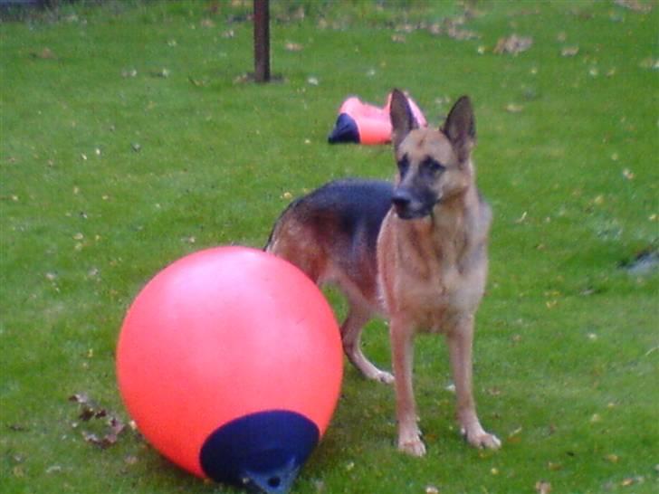Schæferhund Aika - Mig og min dejlige bold billede 13