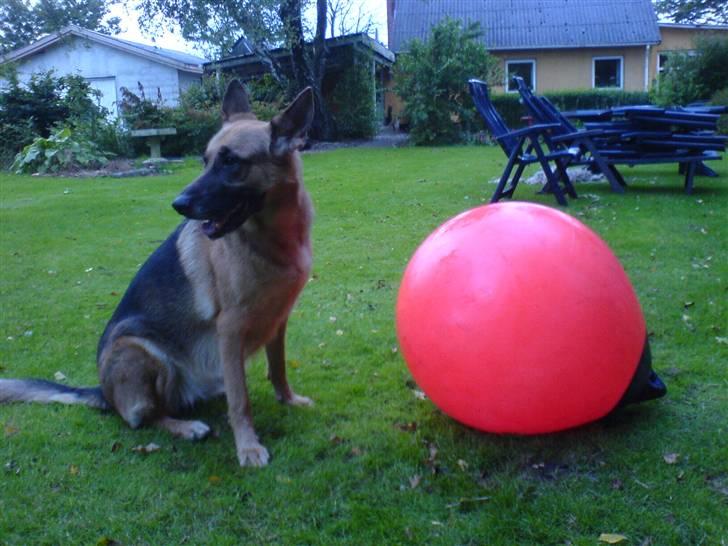 Schæferhund Aika - Den er godt nok stor den bold billede 14