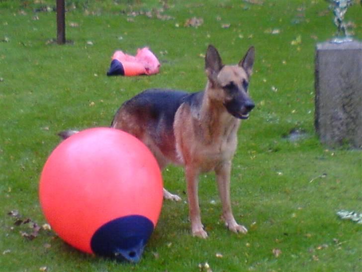 Schæferhund Aika - Skal vi lege lidt billede 15