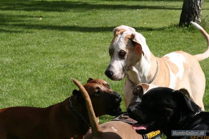 Grand danois Brutus - hvad har i egentlig gang i...??? billede 14