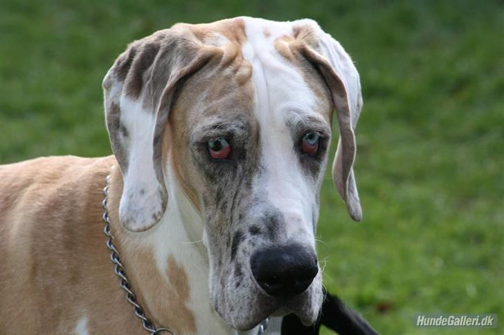 Grand danois Brutus - Smuk ik´? billede 15