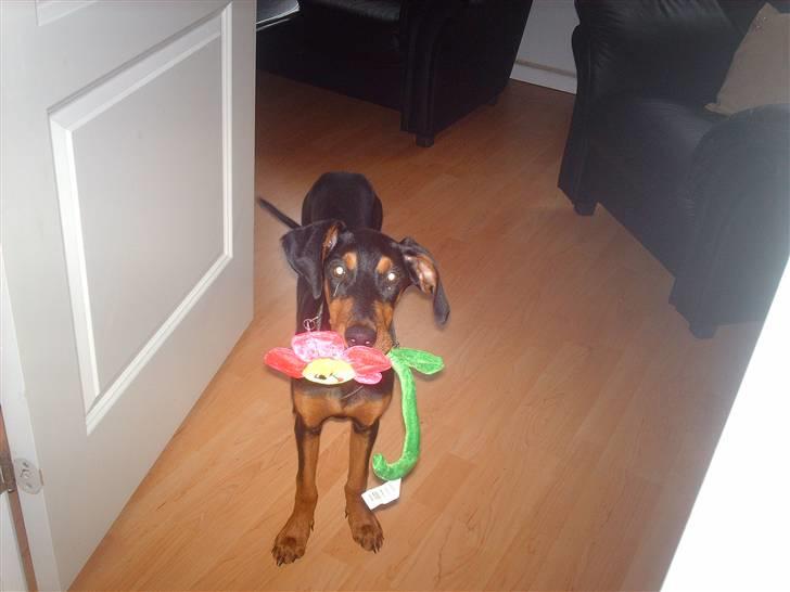 Dobermann Ana-bol - En lille blomst til moar :o) billede 16